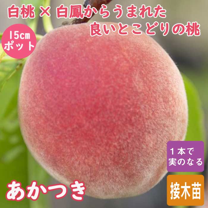 桃 苗 あかつき 苗木 15cmポット 接木 果樹 苗 自家結実性 送料無料 もも モモ ガーデニング 園芸のサムネイル
