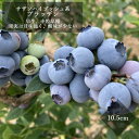 ブルーベリー 苗木 サザンハイブッシュ系 ブラッデン 10.5cmポット 小果樹 blue berry 家庭栽培