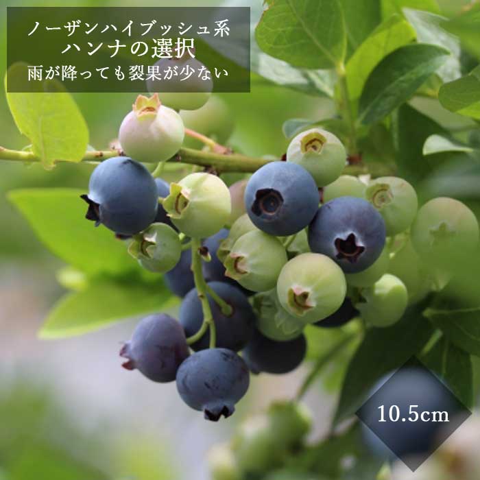 ブルーベリー苗木ハイブッシュ系ハン...