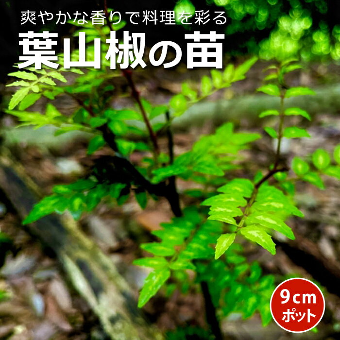 楽天市場】山椒 苗 無農薬の通販 楽天市場】山椒 苗 無農薬の通販