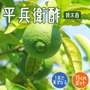 柑橘 平兵衛酢 苗木 15cmポット 接木 苗 自家結実性 果樹 園芸 家庭菜園 香酸柑橘 ヘベス へべす 皮薄 多汁 酢みかん 送料無料 2年生苗