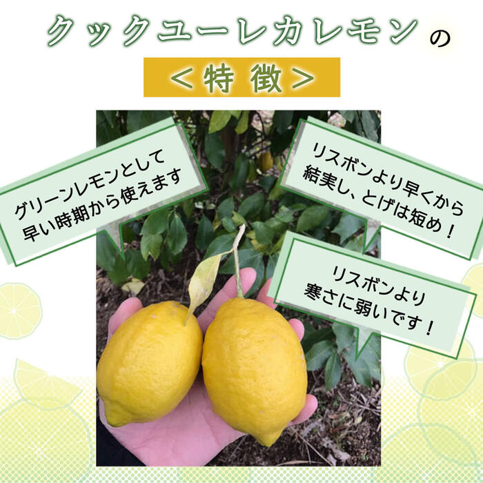 レモン 苗木 クックユーレカレモン 15cmポット 接木 柑橘 柑橘苗 lemon 送料無料 自家結実性 2年生苗 2