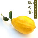 レモン 苗木 璃の香 15cmポット (登録品種) りのか 接木 柑橘 柑橘苗 自家結実性 lemon 送料無料