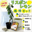 レモン 栽培 セット 【 リスボンレモン 接木 苗木 1本 ＋ 柑橘類 の 土 ＋ 肥料 ＋ 鉢底石 ＋ プラ鉢 ＋ 鉢皿 】 柑橘 柑橘苗 lemon 送料無料 2年生苗