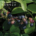 u[x[ c rbgACn LEFC 12cm|bg ʎ ʎ berry | K[fjO ƒ͔|