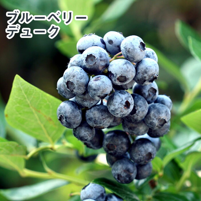 u[x[ c  嗱 nCubVn f[N 12cm|bg ʎ ʎ berry | K[fjO ͔| ƒ͔|