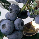 ブルーベリー 苗木 大実 大粒 ハイブッシュ系 ネルソン 12cmポット 果樹 小果樹 berry 園芸 ガーデニング 栽培 家庭栽培