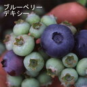 ブルーベリー 苗木 ハイブッシュ系 デキシー 12cmポット 果樹 小果樹 berry 園芸 ガーデニング 栽培 家庭栽培