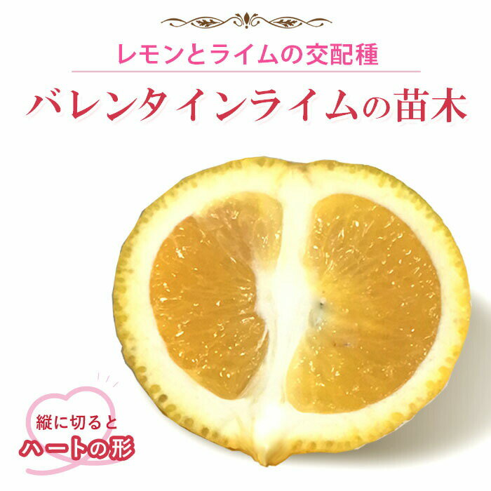 【発送時期の異なる商品とは同梱できません】 発送時期が異なる商品を同時注文される場合、別送となるため追加で送料が発生します！ 発送時期については商品名・配送予定欄にてご確認いただくか、事前に同梱可能かお問合せください。 ※写真はイメージです。植物は色や形状など個体差がございます。 ・スイートライムとレモンを交配させて誕生した和製ライム！ ・縦に切るとハートの形をしています。果実の形も、ハートの形に見えてカワイイ♪ ・あまり皮が苦くないので、まるごと味わうことができます。 ・1本で結実します。 ・寒冷地での露地栽培には向いていません。 基本情報 科　名：ミカン科 属　名：ミカン属 結実年数：2〜4年 収穫期：12月〜2月 樹　高：2〜3m 耐暑性：★★☆ 耐寒性：★★☆ 《植え付け場所》 日光を好むので、庭植え、鉢植えともに日当たり良好な場所を選びましょう。 《水やり》 鉢植えでは土が良く乾いたら水をたっぷり鉢底から流れ出るくらい与えます。土が乾いていなければ与えません。 地植えした場合は雨が当たる場所では水やりは雨に任せ、雨が降らないときだけ土が乾いたら与えます。 《肥料》 植え付け時に、元肥を用土に混ぜておきます。 その後の肥料は春から秋の生育期に与えます。 鉢土の上に置く「置き肥」が便利です。時には水やり替わりに液体肥料を与えるのも良いでしょう。【発送時期の異なる商品とは同梱できません】 発送時期が異なる商品を同時注文される場合、別送となるため追加で送料が発生します！ 発送時期については商品名・配送予定欄にてご確認いただくか、事前に同梱可能かお問合せください。 【発送時期の異なる商品とは同梱できません】 発送時期が異なる商品を同時注文される場合、別送となるため追加で送料が発生します！ 発送時期については商品名・配送予定欄にてご確認いただくか、事前に同梱可能かお問合せください。 ※写真はイメージです。植物は色や形状など個体差がございます。 ・スイートライムとレモンを交配させて誕生した和製ライム！ ・縦に切るとハートの形をしています。果実の形も、ハートの形に見えてカワイイ♪ ・あまり皮が苦くないので、まるごと味わうことができます。 ・1本で結実します。 ・寒冷地での露地栽培には向いていません。 基本情報 科　名：ミカン科 属　名：ミカン属 結実年数：2〜4年 収穫期：12月〜2月 樹　高：2〜3m 耐暑性：★★☆ 耐寒性：★★☆ 《植え付け場所》 日光を好むので、庭植え、鉢植えともに日当たり良好な場所を選びましょう。 《水やり》 鉢植えでは土が良く乾いたら水をたっぷり鉢底から流れ出るくらい与えます。土が乾いていなければ与えません。 地植えした場合は雨が当たる場所では水やりは雨に任せ、雨が降らないときだけ土が乾いたら与えます。 《肥料》 植え付け時に、元肥を用土に混ぜておきます。 その後の肥料は春から秋の生育期に与えます。 鉢土の上に置く「置き肥」が便利です。時には水やり替わりに液体肥料を与えるのも良いでしょう。 SHOP INFO花の大和 について 1920年(大正9年) 創業時、いち早く西洋球根の栽培、切花を販売、2年後の1922年にはオランダからチューリップの球根を直輸入し、本格栽培を始めました。 また、戦後まもない激動の時代には、業界に先駆けて種苗・球根のカタログを発行し営業を再開しました。 主力商品であるチューリップをはじめとする家庭園芸向け球根の取扱量は、国内トップクラスを誇っています。 また、各所の国際博覧会では出展作品が金賞や名誉賞を受賞するなど、多数の高評価をいただいております。 「育てる心、咲かせます」にある通り、100年前に種を蒔き、育て、咲かせてきた「心」が今の私たちに受け継がれています。 次の100年に向けて、やさしい潤いのある「育てる心」を育み、たくさんの花を咲かせてまいります。 花のやまと はなのやまと ハナノヤマト