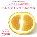 柑橘 苗 バレンタインライム ライム 苗木 15cmポット 接木 自家結実性 lime lemon レモン ガーデニング 園芸 送料無料 2年生苗