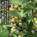 ブルーベリー 苗木 ラビットアイ系 メンデイト 12cmポット 果樹 小果樹 berry 園芸 ガーデニング 家庭栽培