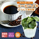 【予約・早割】コーヒーノキ アラビカ矮性種 苗木 9cmポット 耐陰性 室内 ガーデニング 園芸 観葉植物 インテリア トロピカル 暑さに強い コーヒーの木 苗 5月中旬より順次発送