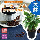 【予約・早割】コーヒーノキ 大苗 大鉢 アラビカ矮性種 苗木 15cmポット 送料無料 耐陰性 室内 ガーデニング 園芸 観葉植物 インテリア トロピカル 暑さに強い コーヒーの木 苗 5月中旬より順…