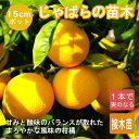 じゃばら 苗 接木 15cm ポット 柑橘 自家結実性 苗木 果樹 邪払 ジャバラ 常緑 香酸柑橘 ガーデニング 送料無料