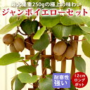 【予約・早割】キウイ 苗 ジャンボイエローセット 12cmポット 接木 1年生 2本セット キーウィ フルーツ 果樹 苗木 送料無料【10月下旬より順次発送】