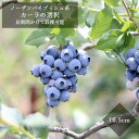 ブルーベリー 苗木 ハイブッシュ系 カーラの選択 10.5cmポット 小果樹 blue berry 園芸 ガーデニング 家庭栽培