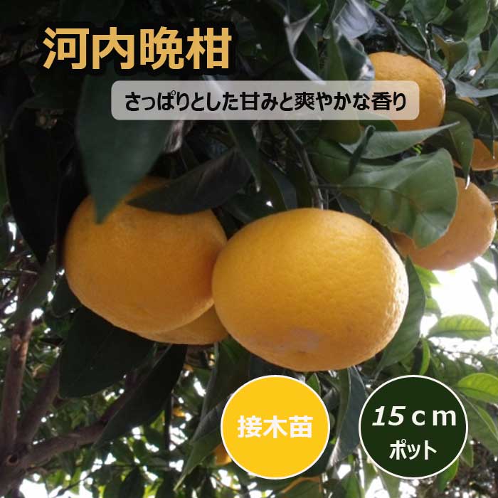 楽天市場】河内晩柑 苗の通販 楽天市場】河内晩柑 苗の通販