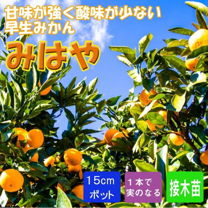 楽天市場】みはや 苗の通販 楽天市場】みはや 苗の通販