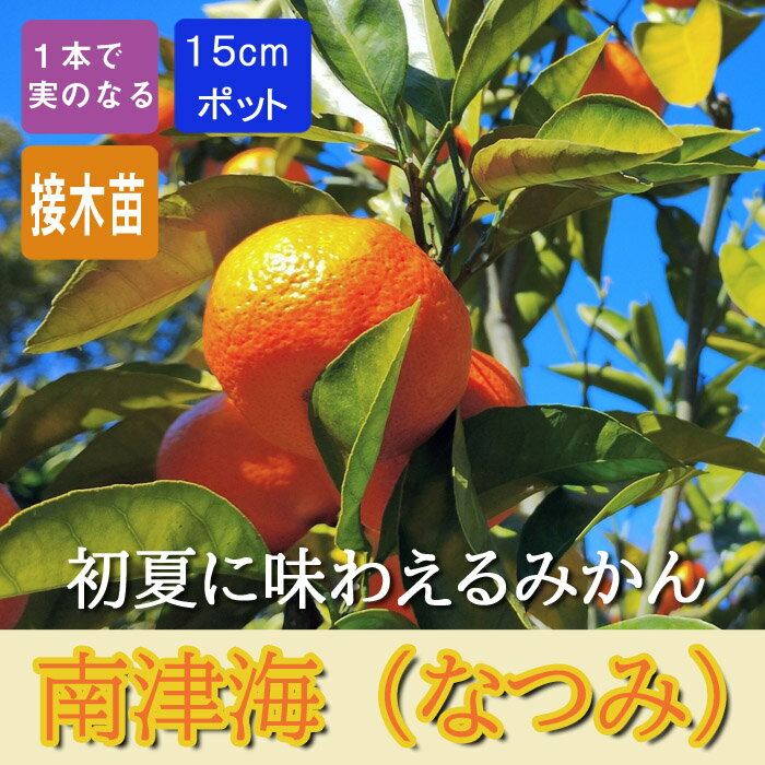 楽天花の大和　楽天市場店柑橘 苗 南津海（なつみ） みかん 苗木 15cmポット 接木 自家結実性 ジューシー 濃厚 2年生苗 送料無料