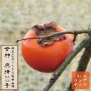 甘柿 苗 興津20号(おきつ20ごう) 果樹 苗木 接木 苗 12cmロングポット 晩生 送料無料 家庭栽培 カキ かき 柿