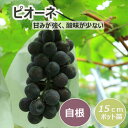 ブドウ 苗木 ピオーネ 15cmポット苗 2年生苗 果樹 葡萄 自根苗 ぴおーね 大粒 園芸 家庭菜園 ガーデニング 送料無料