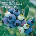 【発送時期の異なる商品とは同梱できません】 発送時期が異なる商品を同時注文される場合、別送となるため追加で送料が発生します！ 発送時期については商品名・配送予定欄にてご確認いただくか、事前に同梱可能かお問合せください。 ※写真はイメージです。植物は色や形状など個体差がございます。 耐寒性に優れたハイブッシュ系。 実付きが良く、果実は種も小さく果皮も薄いので生食には最適です。 果実だけではなく、春の「ドウダンツツジ」のような花や秋の紅葉も美しく、 添景樹としても楽しめます。 【注意】 1本だと結実しにくいので、同系統の異なる品種を近くに植えてください。 基本情報 科　名：ツツジ科 属　名：スノキ属 学　名：Vaccinium 植付け：夏場を除く周年 開花期：5月頃 収穫期：6月〜8月 草　丈：100〜200cm※写真はイメージです。植物は色や形状など個体差がございます。 耐寒性に優れたハイブッシュ系。 実付きが良く、果実は種も小さく果皮も薄いので生食には最適です。 果実だけではなく、春の「ドウダンツツジ」のような花や秋の紅葉も美しく、 添景樹としても楽しめます。 【注意】 1本だと結実しにくいので、同系統の異なる品種を近くに植えてください。 基本情報 科　名：ツツジ科 属　名：スノキ属 学　名：Vaccinium 植付け：夏場を除く周年 開花期：5月頃 収穫期：6月〜8月 草　丈：100〜200cm SHOP INFO花の大和 について 1920年(大正9年) 創業時、いち早く西洋球根の栽培、切花を販売、2年後の1922年にはオランダからチューリップの球根を直輸入し、本格栽培を始めました。 また、戦後まもない激動の時代には、業界に先駆けて種苗・球根のカタログを発行し営業を再開しました。 主力商品であるチューリップをはじめとする家庭園芸向け球根の取扱量は、国内トップクラスを誇っています。 また、各所の国際博覧会では出展作品が金賞や名誉賞を受賞するなど、多数の高評価をいただいております。 「育てる心、咲かせます」にある通り、100年前に種を蒔き、育て、咲かせてきた「心」が今の私たちに受け継がれています。 次の100年に向けて、やさしい潤いのある「育てる心」を育み、たくさんの花を咲かせてまいります。 花のやまと はなのやまと ハナノヤマト