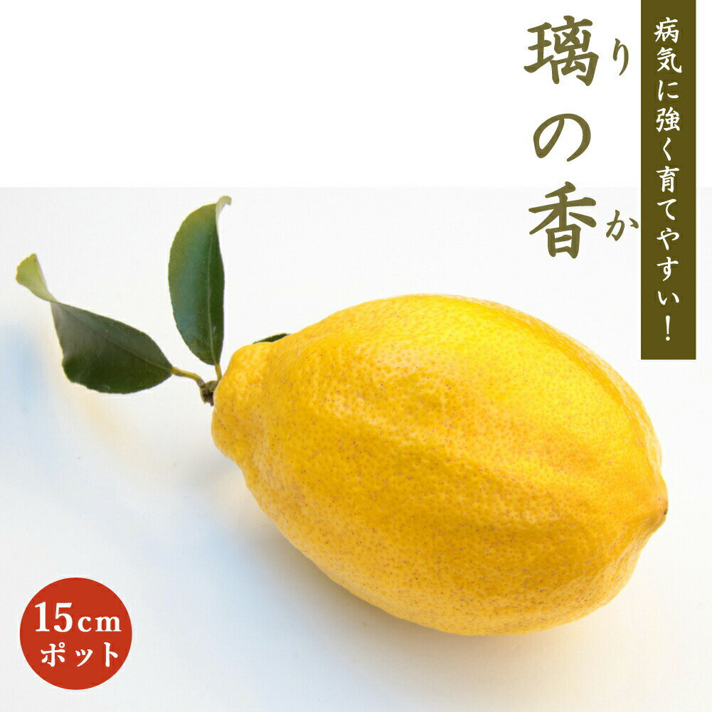   ι 15cmݥå (Ͽʼ) Τ    ȷ lemon ̵ 1ǯ