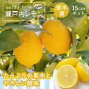 レモン 苗木 瀬戸内レモン 15cmポット 接木 柑橘 柑橘苗 自家結実性 lemon ガーデニング 園芸 送料無料 1年生苗