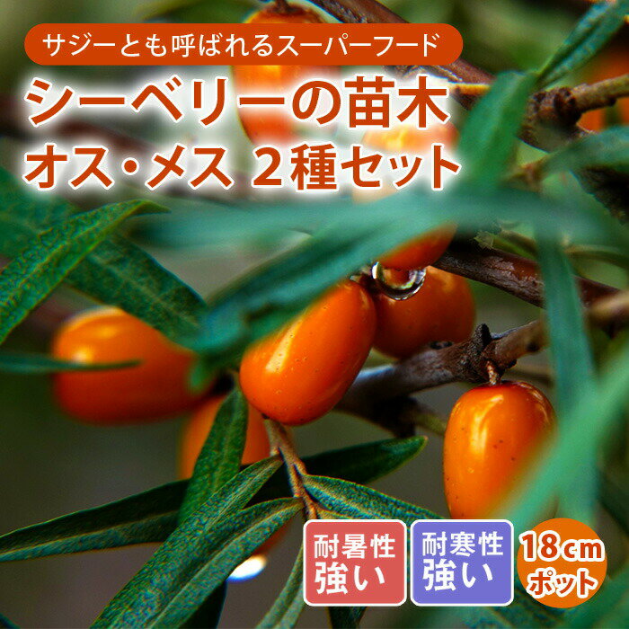シーベリー 苗木 雄木と雌木セット 18cmポット 挿し木 2〜3年生 果樹 苗 サジー シーバックソーン スーパーフード