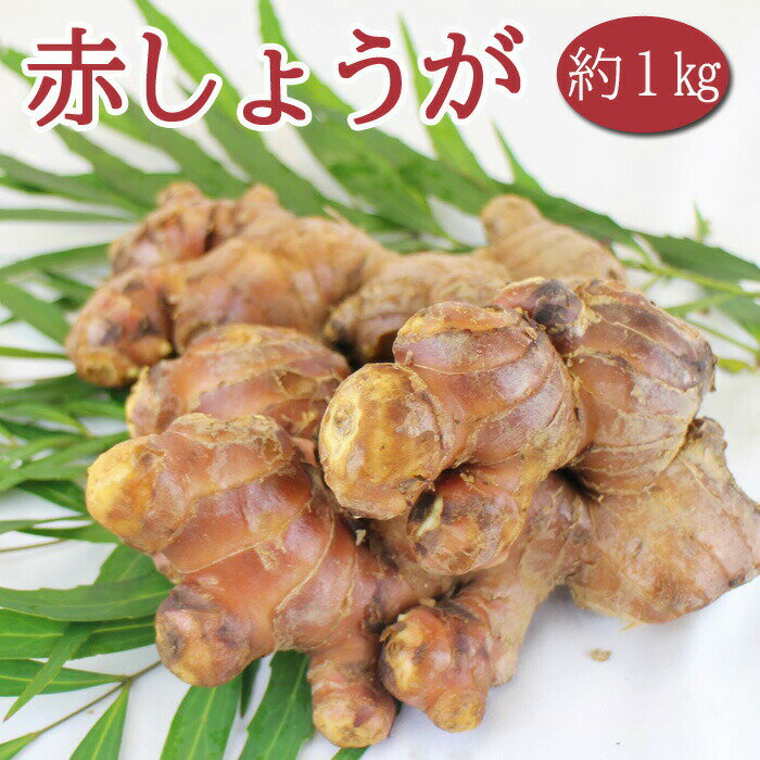 種生姜 栽培 【 赤 しょうが 】 中国産 約1kg ショウガ 生姜 種 球根 ginger 家庭菜園 初心者向け プランター 花の大和