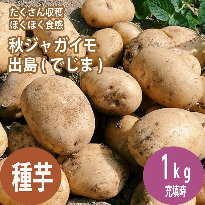 【 種 じゃがいも デジマ でじま 出島 約1kg ※ 種イモのサイズ：S～3L ※ 】 秋植え ジャガイモ 栽培 馬鈴薯 種芋