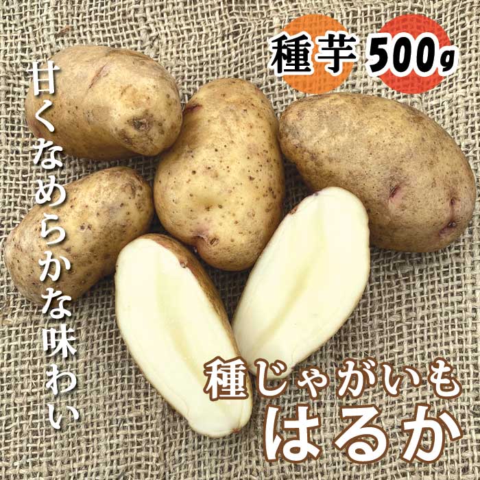 種 じゃがいも はるか 500g 芋サイズ：S～2L 種 ジャガイモ 馬鈴薯 種芋 家庭菜園 登録品種 春植え