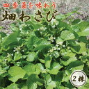 畑わさび わさび 山葵 2株 種芋 野菜 山菜