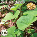 ふき フキ 蕗 1株 山菜 野菜 和え物 おひたし