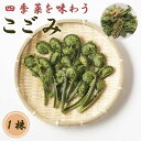 こごみ コゴミ 屈 クサソテツ 1株 山菜 野菜 多年草