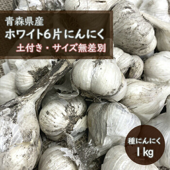 【 土付き 種 球根 にんにく 青森 福地 ホワイト6片 約1kg 】土と根付き サイズ無選別 S～Lサイズ及びカケ片含む