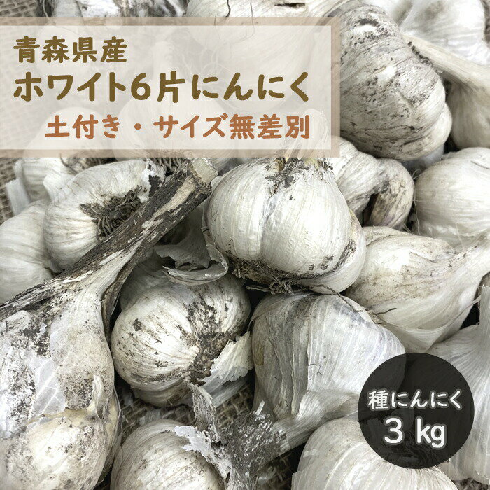 【 土付き 種 球根 にんにく 青森 福地 ホワイト6片 約3kg 】土と根付き サイズ無選別 S～Lサイズ及びカケ片含む