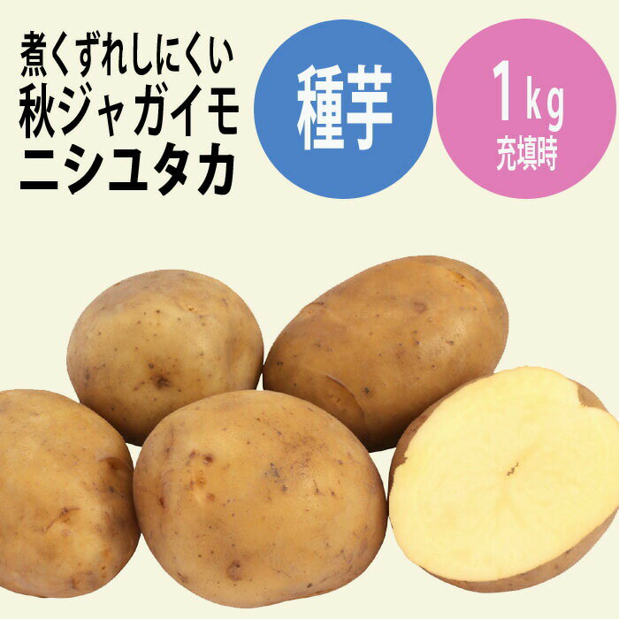 【 種 じゃがいも にしゆたか ニシユタカ 約1kg ※ 種イモのサイズ：S～3L ※ 】 秋植え ジャガイモ 栽培 馬鈴薯 種芋