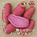 種 じゃがいも ノーザンルビー 500g 芋サイズ：S～2L 種 ジャガイモ 馬鈴薯 種芋 家庭菜園 登録品種 春植え