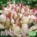 球根 種ショウガ （種 生姜）お多福しょうが 約500g 大しょうが 薬味 ジンジャー ginger