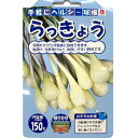 【予約・早割】らっきょう 種 球根 150g ヘルシー 野菜 家庭菜園 プランター 栽培 園芸 花の大和【7月下旬より順次発送】