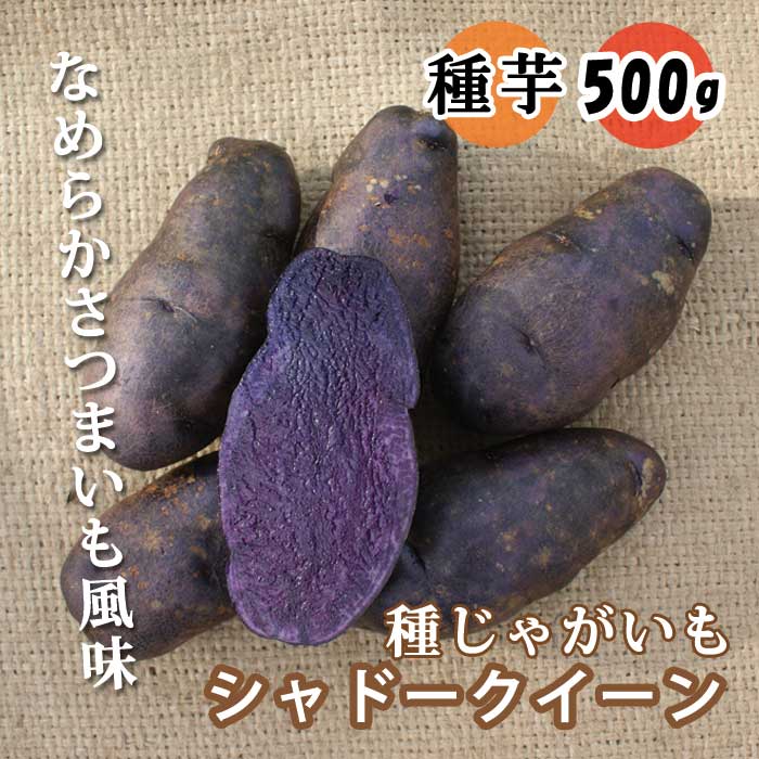 種 じゃがいも シャドークイーン 500g 芋サイズ：S～2L 種 ジャガイモ 馬鈴薯 種芋 家庭菜園 登録品種 春植え