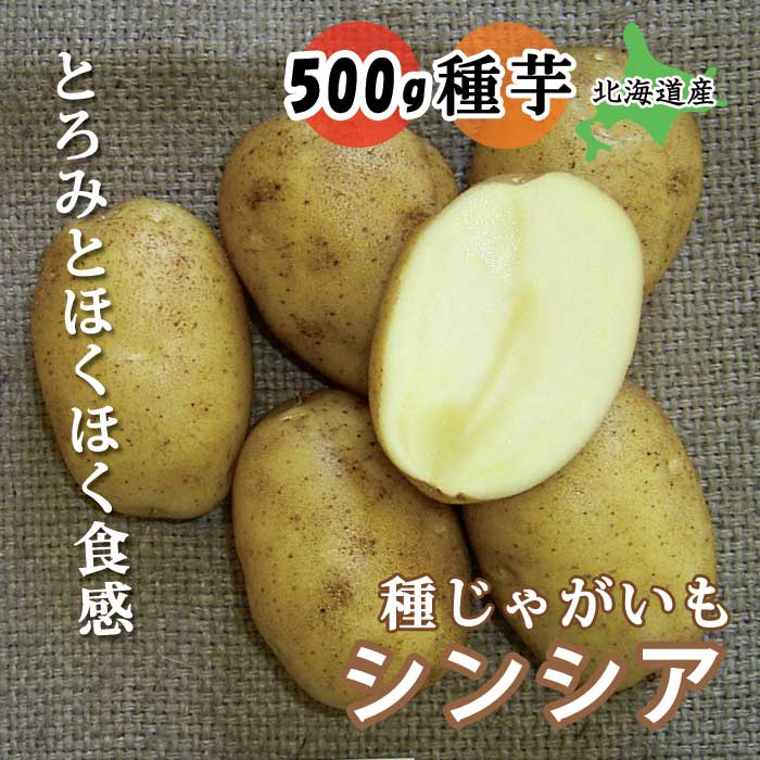 種 じゃがいも シンシア 500g 北海道産 芋サイズ：S～2L 種 ジャガイモ 馬鈴薯 種芋 家庭菜園 登録品種 春植え