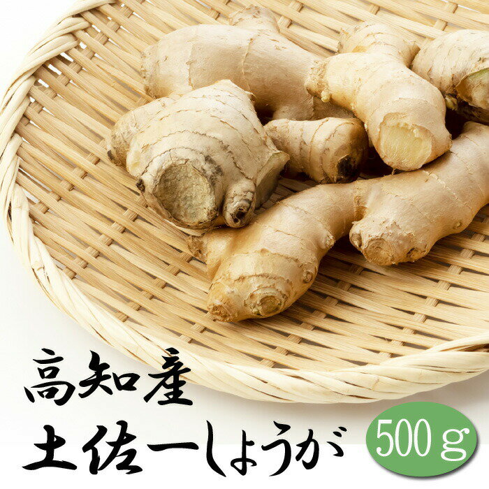 球根 種ショウガ （種 生姜）高知産 土佐一しょうが 約500g 大しょうが 薬味 ジンジャー ginger