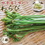 わらび ワラビ 蕨 1株 山菜 野菜