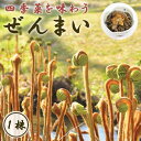 ぜんまい ゼンマイ 1株 山菜 野菜 和え物 おひたし