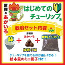 【予約・早割】 はじめての チューリップ 栽培 セット 【 球根 +4号鉢+培養土+絵本風ミニ冊子】 あかいろ 赤 キット 花の大和 【10月上中旬より順次発送...