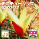 【予約・早割】 原種 ミニ チューリップ 球根 クルシアナシンシア 7球 植えっぱなし 毎年花が咲く 秋植え 花の大和 【10月上中旬より順次発送】