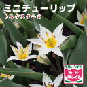 【予約・早割】 原種 ミニ チューリップ 球根 トルケスタニカ 7球 植えっぱなし 毎年花が咲く 秋植え 花の大和 【10月上中旬より順次発送】