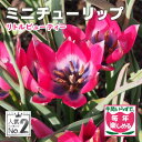 【予約・早割】 原種 ミニ チューリップ 球根 リトルビューティ 7球 植えっぱなし 毎年花が咲く 秋植え 花の大和 【10月上中旬より順次発送】